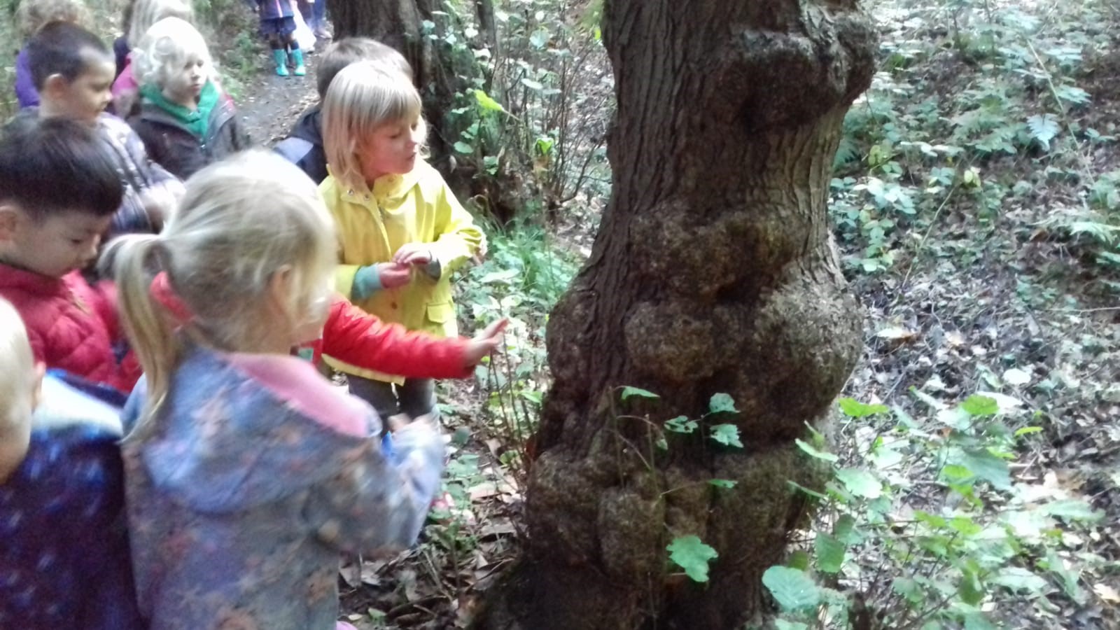 Week van het bos